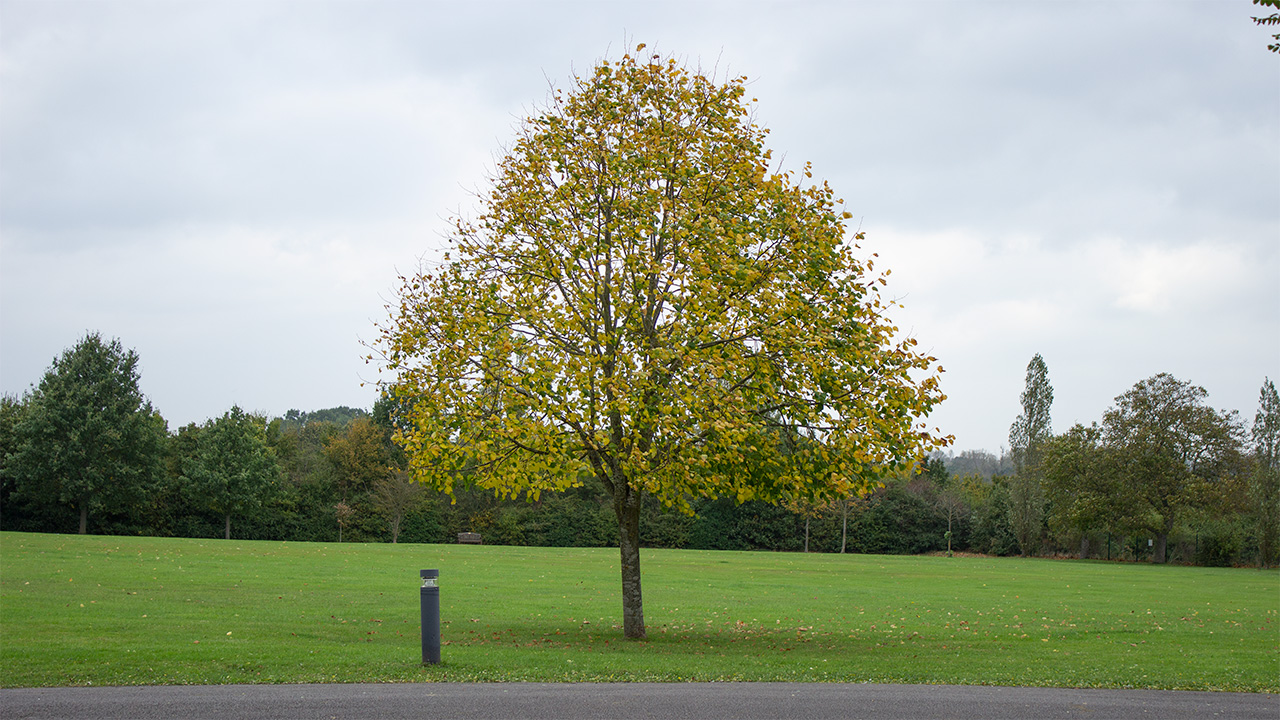 A tree at Great Stony Park