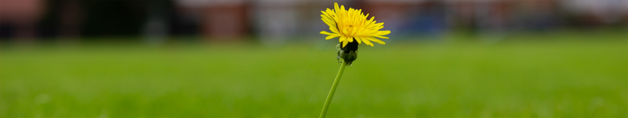 A lone dandelion at Great Stony Park Autumn 2021